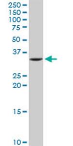 IMPA1 Antibody in Western Blot (WB)