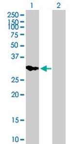 IMPA2 Antibody in Western Blot (WB)