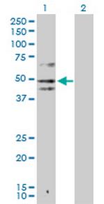 IDO1 Antibody in Western Blot (WB)