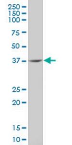 IDO1 Antibody in Western Blot (WB)