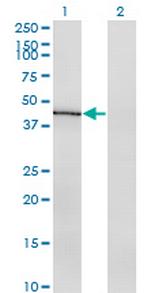 IDO1 Antibody in Western Blot (WB)