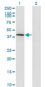 IDO1 Antibody in Western Blot (WB)