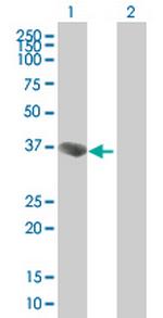 ING2 Antibody in Western Blot (WB)