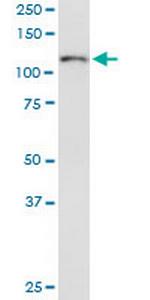 ITGA6 Antibody in Western Blot (WB)