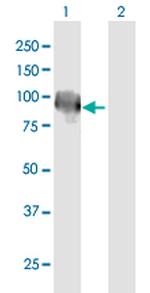 KEL Antibody in Western Blot (WB)