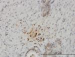 KISS1 Antibody in Immunohistochemistry (Paraffin) (IHC (P))