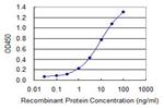 KLRB1 Antibody in ELISA (ELISA)