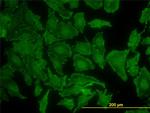 KRAS Antibody in Immunocytochemistry (ICC/IF)