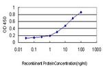 KRAS Antibody in ELISA (ELISA)