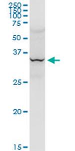 LAIR1 Antibody in Western Blot (WB)