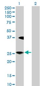 LFNG Antibody in Western Blot (WB)