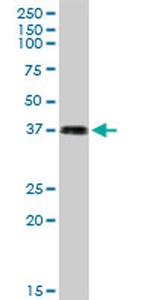 LFNG Antibody in Western Blot (WB)