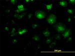 LFNG Antibody in Immunocytochemistry (ICC/IF)