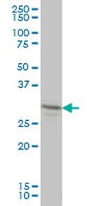 LFNG Antibody in Western Blot (WB)