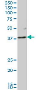 LFNG Antibody in Western Blot (WB)