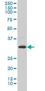 LFNG Antibody in Western Blot (WB)