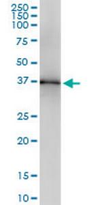 LFNG Antibody in Western Blot (WB)