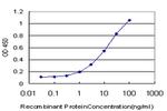 LIMK1 Antibody in ELISA (ELISA)