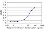 LIMK1 Antibody in ELISA (ELISA)