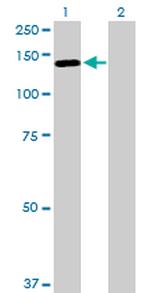 LLGL2 Antibody in Western Blot (WB)