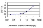 LOXL2 Antibody in ELISA (ELISA)