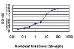 LRP5 Antibody in ELISA (ELISA)