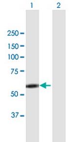 LYN Antibody in Western Blot (WB)