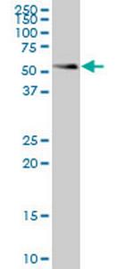 SMAD1 Antibody in Western Blot (WB)