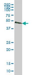 SMAD2 Antibody in Western Blot (WB)