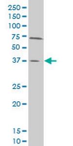 SMAD3 Antibody in Western Blot (WB)