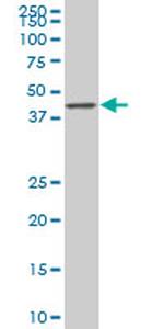 SMAD7 Antibody in Western Blot (WB)