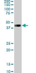 SMAD7 Antibody in Western Blot (WB)