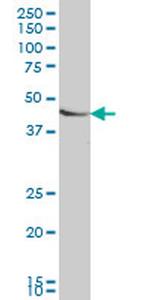 SMAD7 Antibody in Western Blot (WB)