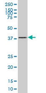 SMAD7 Antibody in Western Blot (WB)