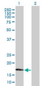 MAFG Antibody in Western Blot (WB)