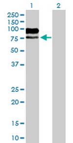 MAG Antibody in Western Blot (WB)