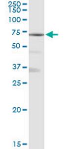 MAN1A1 Antibody in Western Blot (WB)