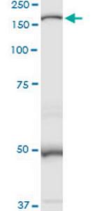 MAN2B1 Antibody in Western Blot (WB)