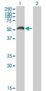 MAOA Antibody in Western Blot (WB)