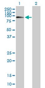 MBD1 Antibody in Western Blot (WB)