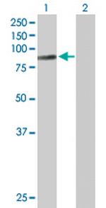 MBD1 Antibody in Western Blot (WB)