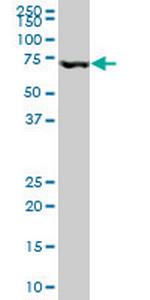 MBD1 Antibody in Western Blot (WB)