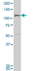 MCM3 Antibody in Western Blot (WB)