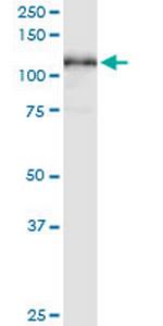 MCM3 Antibody in Western Blot (WB)