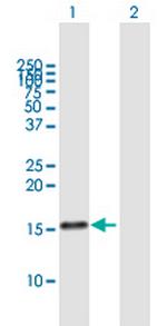 MDK Antibody in Western Blot (WB)