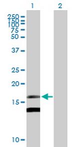 MDK Antibody in Western Blot (WB)