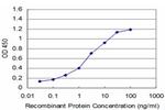 MECP2 Antibody in ELISA (ELISA)