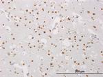 MECP2 Antibody in Immunohistochemistry (Paraffin) (IHC (P))