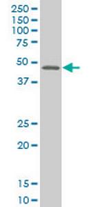 MEF2B Antibody in Western Blot (WB)