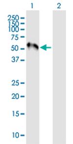 MEF2C Antibody in Western Blot (WB)